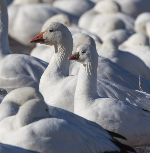 Light goose comparison