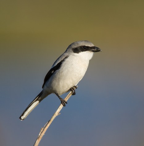 Loggerhead Shrike on reed 1