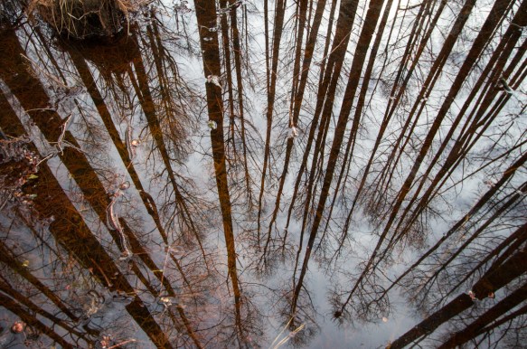 Looking down in cypress swamp