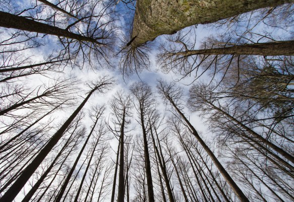 Looking up in cy6press swamp