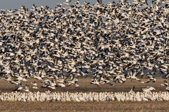 Pocosin Arts images-117