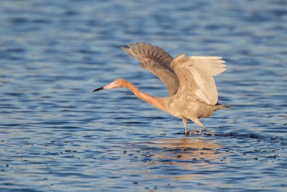 Reddish Egret foraging 1