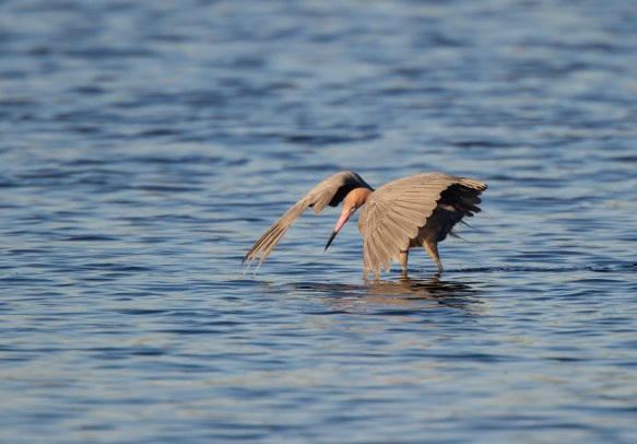 Reddish Egret foraging