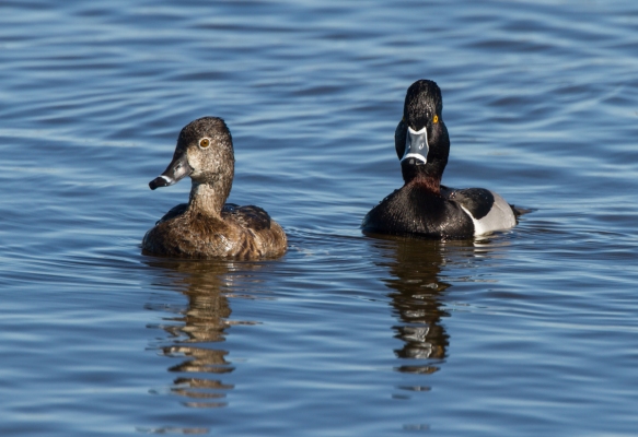 Ring-necked Duck pair