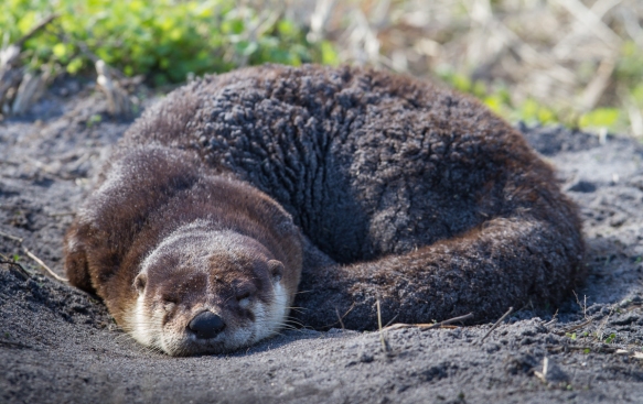 River Otter napping 1