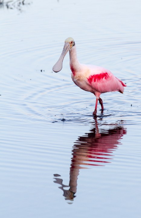 Roseate Spoonbill 1