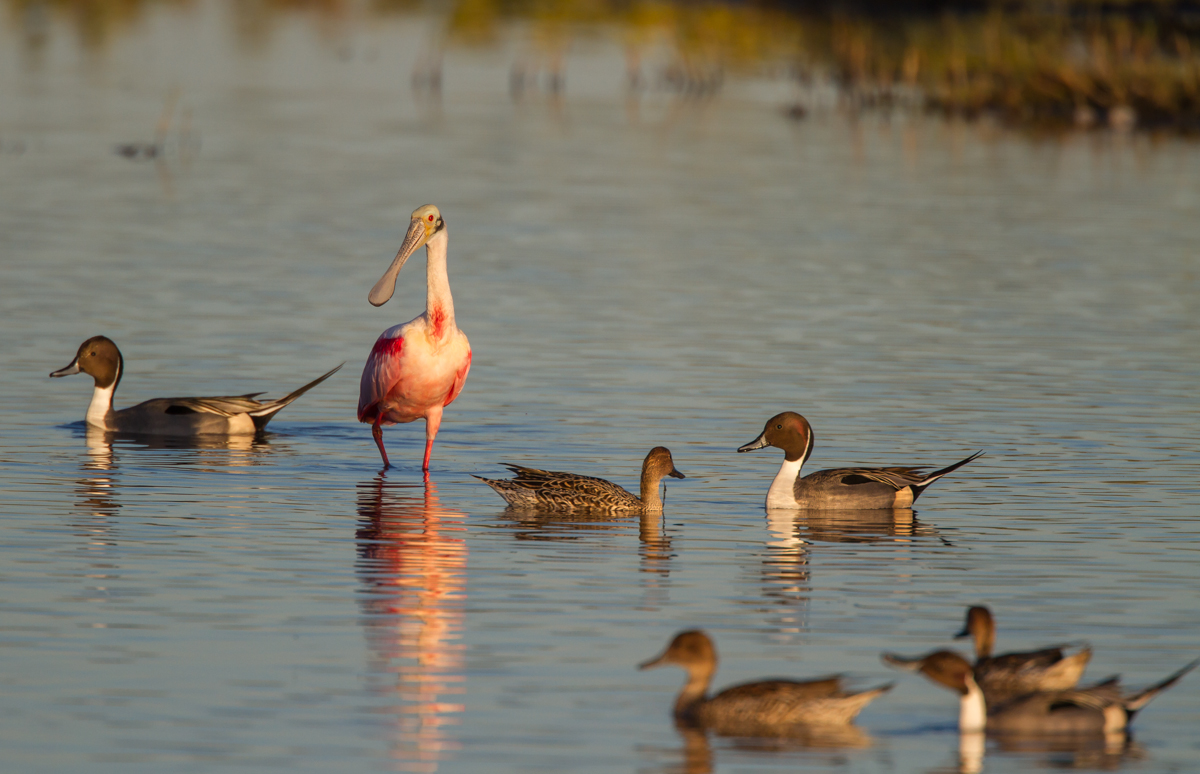 Roseate Spoonbill and Pintails