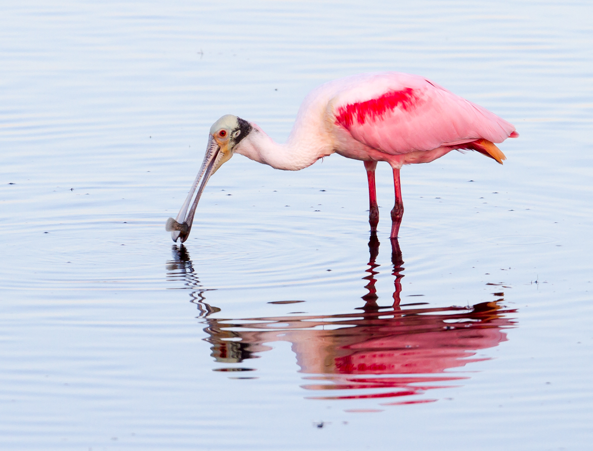 Roseate Spoonbill with fish