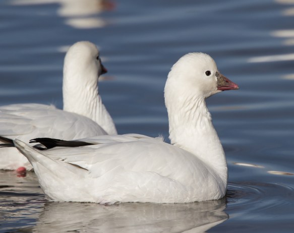 Ross's Goose
