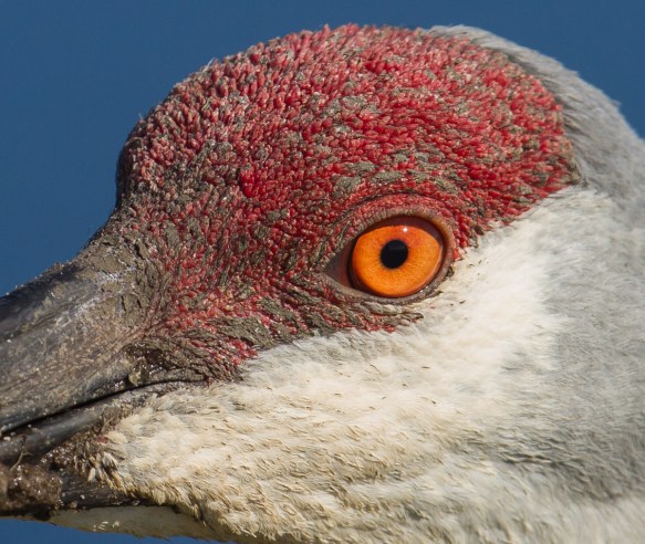 Sandhill Crane eye