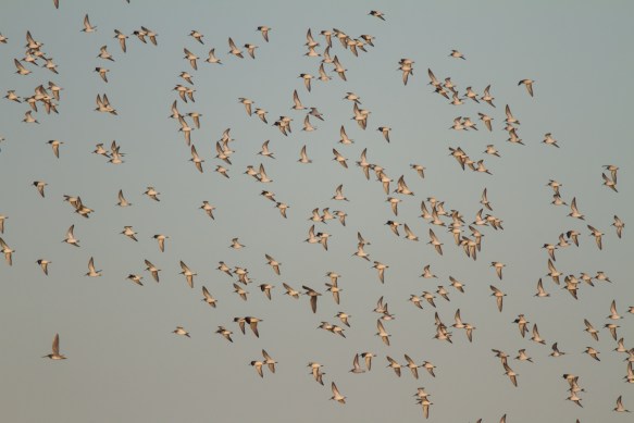 shorebird flock