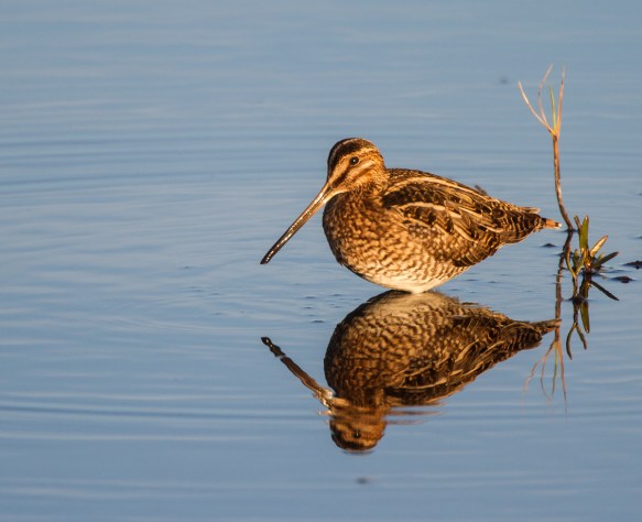 Snipe at sunset