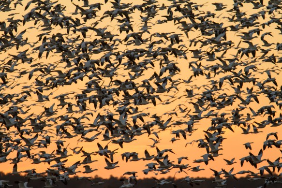 Snow Geese at sunset