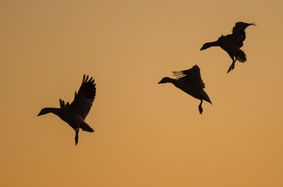 Snow geese landing silhouettes