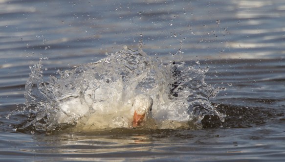 snow goose bathing  3