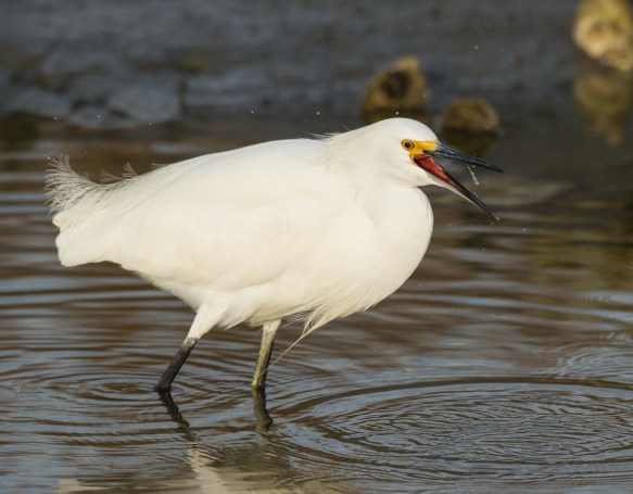 Snowy Egret eating grass shrimp