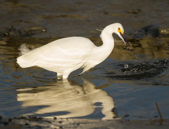 Snowy Egret hunting 2