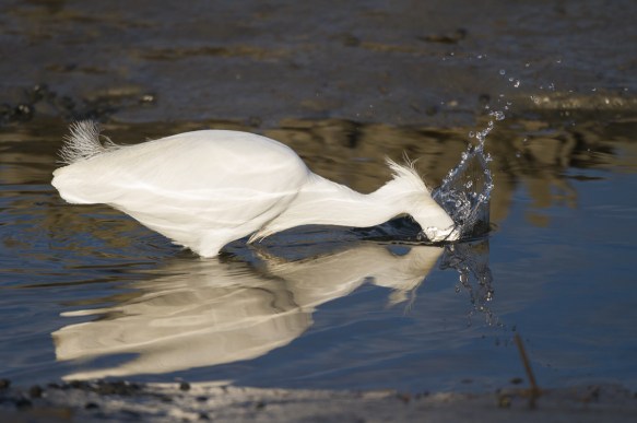 Snowy Egret strike