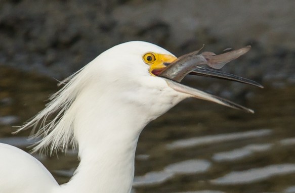 Snowy Egret swallowing goby close up