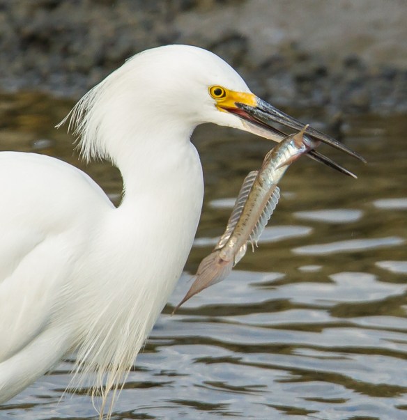 Snowy Egret with goby close up