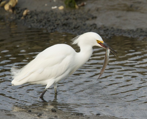 Snowy Egret with goby