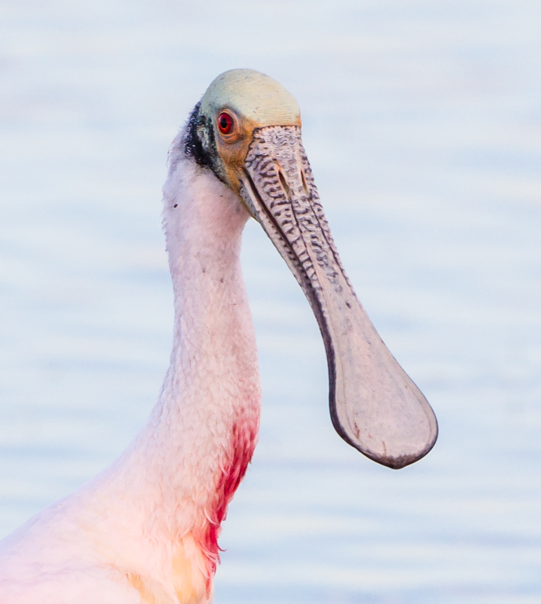 Spoonbill bill