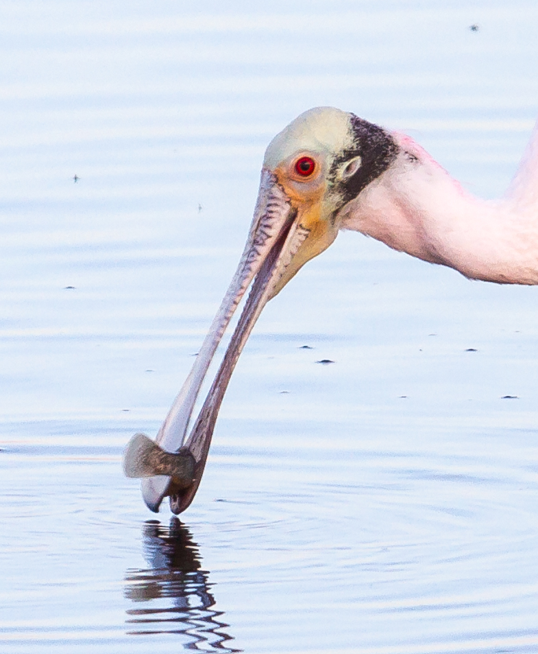 Spoonbill with fish
