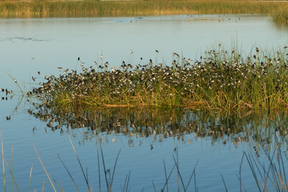 Tree Swallows on island