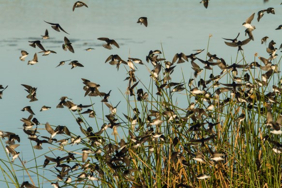 Tree Swallows