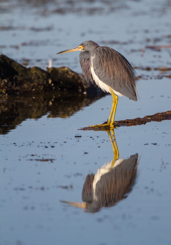 Tricolored Heron and reflection