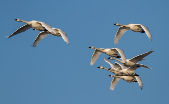 Tundra Swan flyover