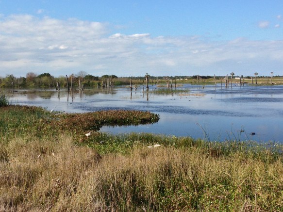Viera Wetlands habitat 1