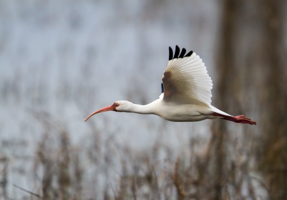 White Ibis fly-by 1