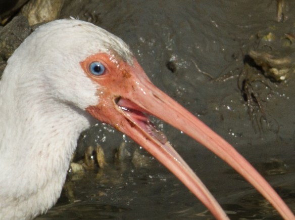White Ibis with Grass Shrimp