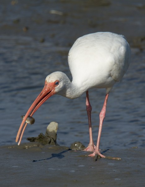 White Ibis with small fish
