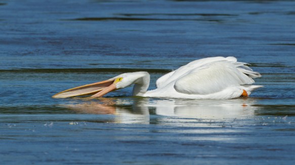 white pelican feeding 1