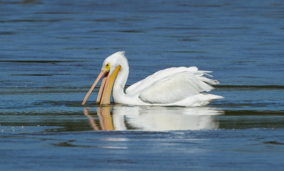 white pelican feeding
