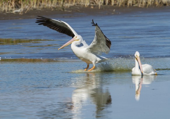 white pelican landing