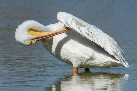 white pelican preening