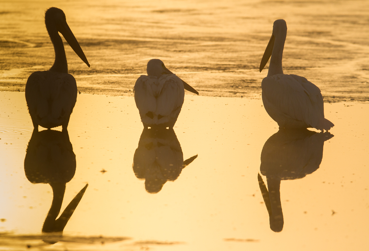 White pelicans in fog 2