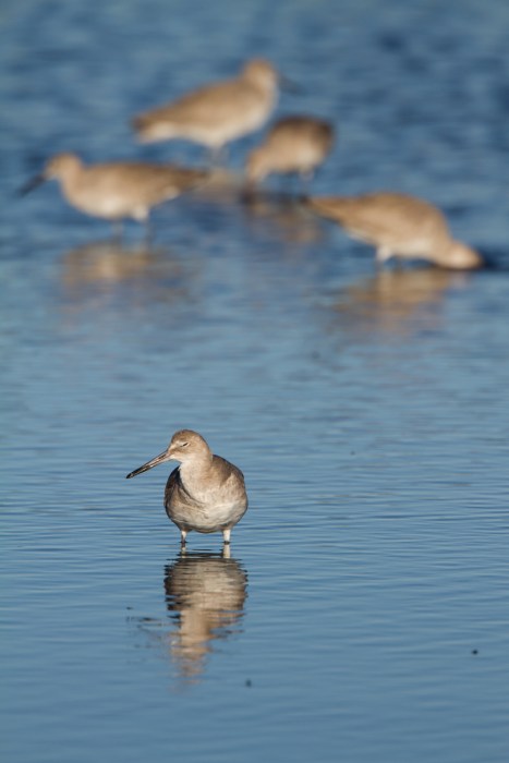 Willets