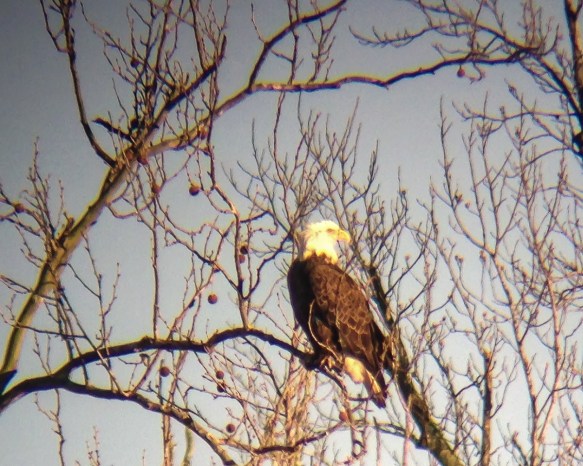 Bald Eagle digiscoped