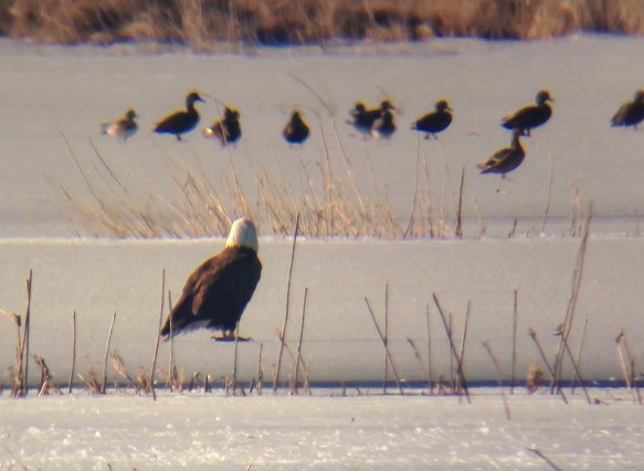 Bald Eagle on ice 1