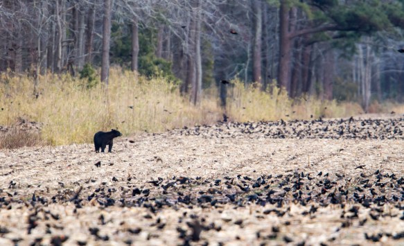 Bear and Blackbirds