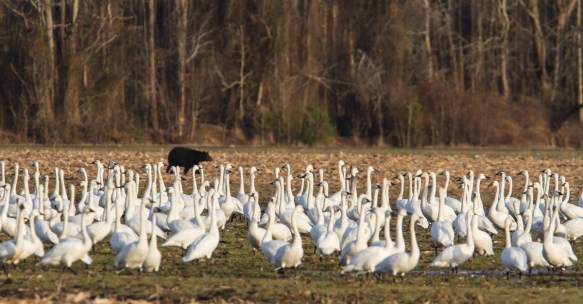 Bear and swans