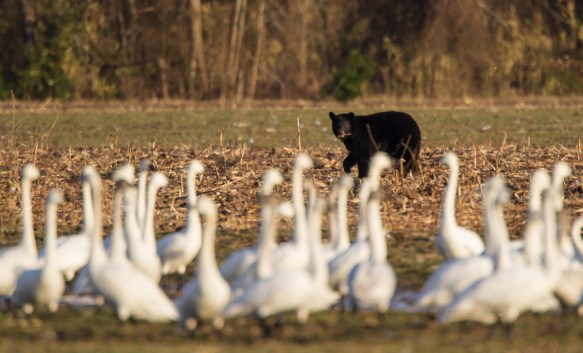 Bear with food and swans