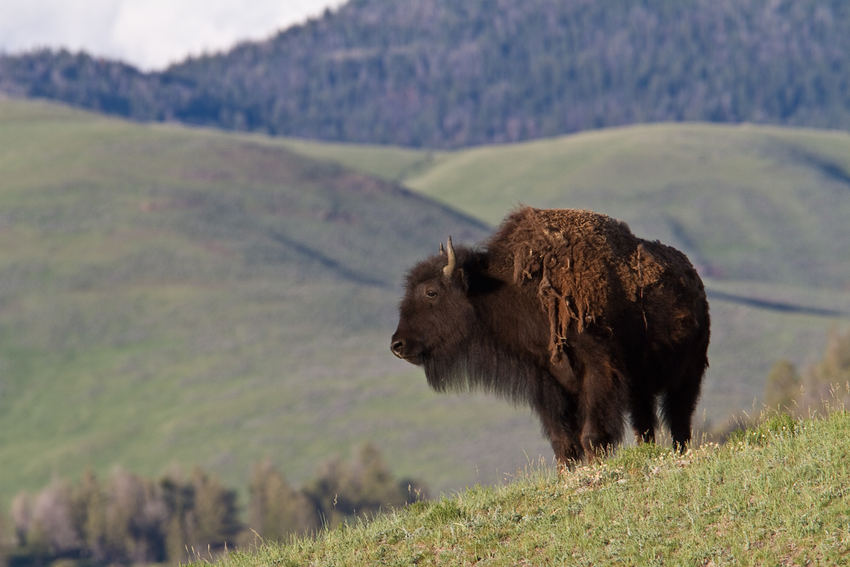 Bison with background