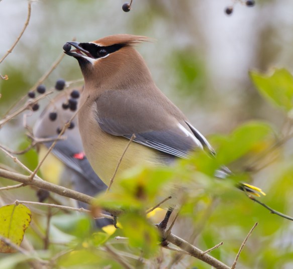 Cedar Waxwing eating privet berry vertical 1
