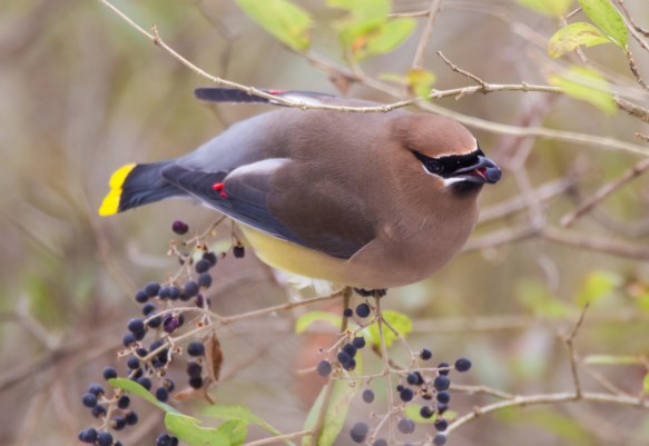 Cedar Waxwing eating privet berry