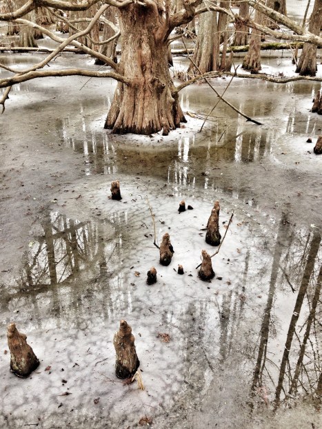 Frozen swamp 1
